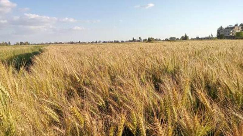 محصول القمح في مصر
